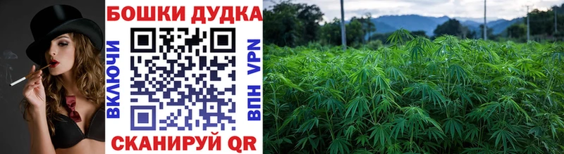 где купить наркоту  Большой Камень  omg tor  Шишки марихуана семена 